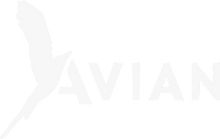 Avian Guitars